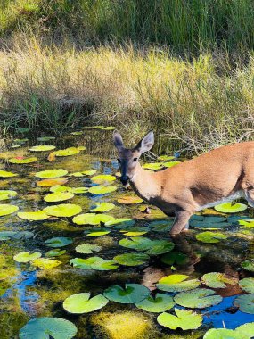 One white tailed deer wading into a pond on a sunny day. She is grazing on lily pads and tolerating a candid wildlife photo.