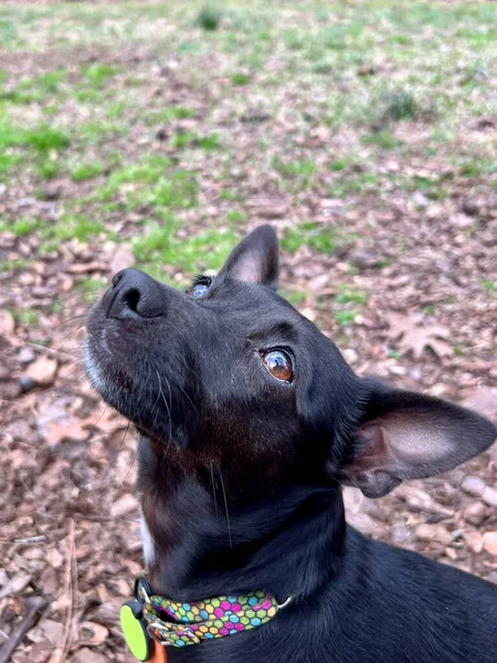 Черная Собака Парке — стоковое фото