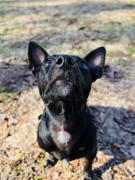 Черно Белая Собака Парке — стоковое фото