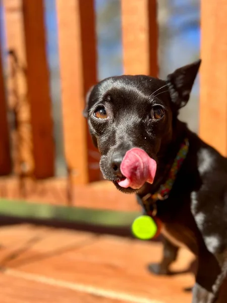 Słodkie Chihuahua Pies Jesiennym Parku Sobie Uprząż Lawendy Smycz — Zdjęcie stockowe
