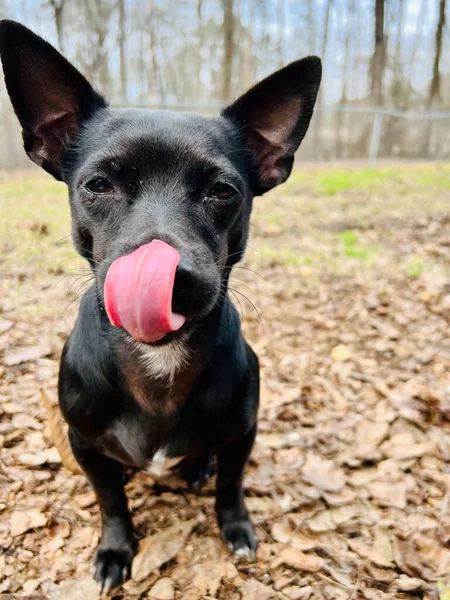Słodkie Chihuahua Pies Jesiennym Parku Sobie Uprząż Lawendy Smycz — Zdjęcie stockowe