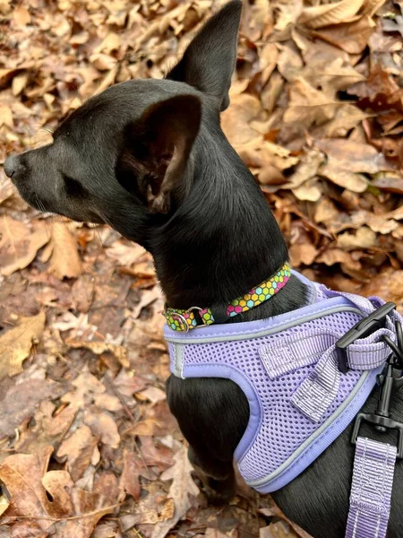 Bonito Chihuahua Cão Outono Parque Vestindo Chicote Lavanda Trela — Fotografia de Stock