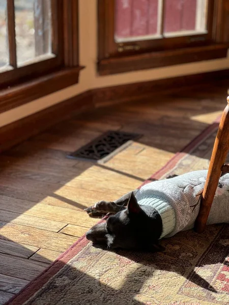Hund Schläft Auf Dem Teppich — Stockfoto