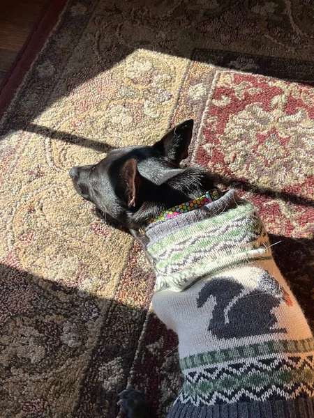 Hund Schläft Auf Dem Teppich — Stockfoto