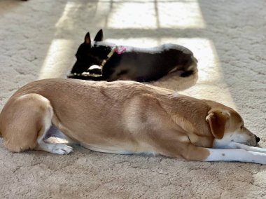 Sevimli köpekler güneş ışığı altında halıda yan yana yatıyorlar.