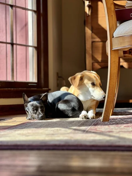 Две Приёмные Собаки Лежат Вместе Ковре Окна — стоковое фото