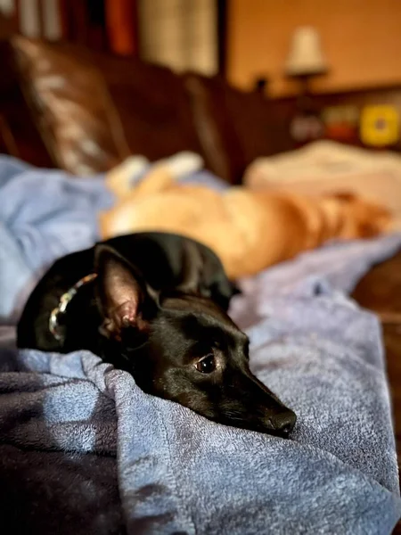 Niedliche Hunde Zusammengerollt Auf Dem Sofa — Stockfoto