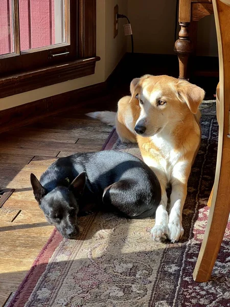 Two adopted dogs laying together on a rug by a window