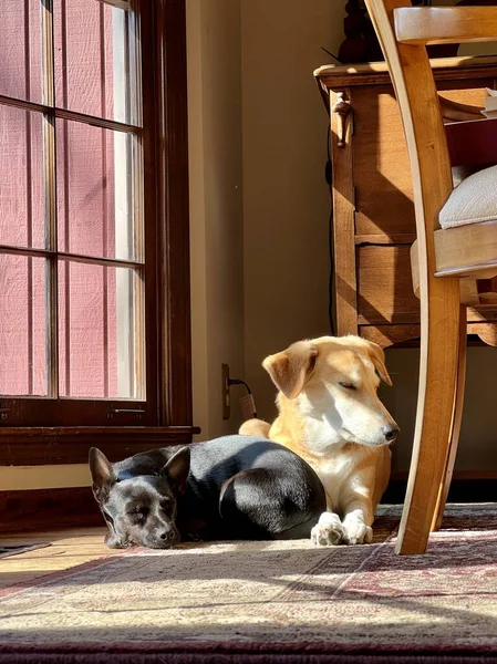 Zwei Adoptivhunde Liegen Zusammen Auf Einem Teppich Fenster — Stockfoto