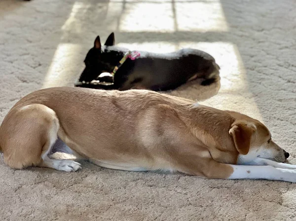 Sevimli Köpekler Güneş Işığı Altında Halıda Yan Yana Yatıyorlar — Stok fotoğraf