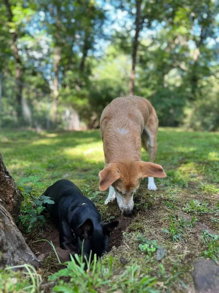 Двоє Домашніх Собак Копають Дірку Гонитві Чиппанком — стокове фото