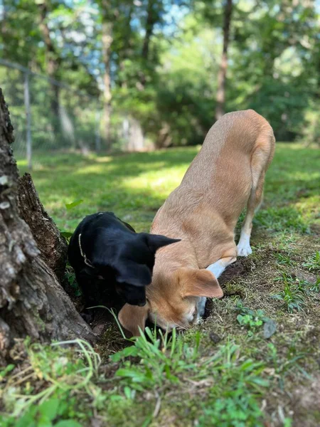 Dois Cães Estimação Cavando Buraco Busca Esquilo — Fotografia de Stock