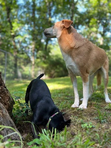 Zwei Hunde Graben Ein Loch Auf Der Jagd Nach Einem — Stockfoto