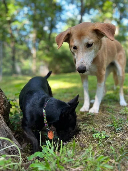 Dos Perros Compañía Cavando Agujero Busca Una Ardilla —  Fotos de Stock