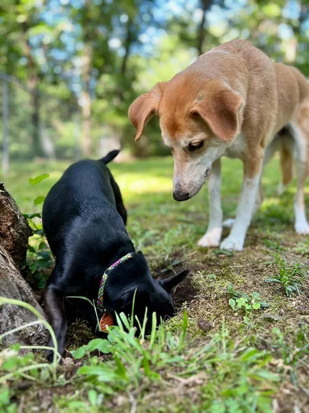Dwa Domowe Psy Kopiące Dziurę Pogoni Wiewiórką — Zdjęcie stockowe