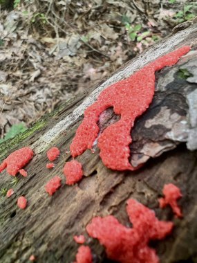 Ahududu sümüğünün parlak kırmızı sahnesi bahar ormanlarında canlı bir renktir. Bilimsel adı Tubifera ferruginosa.