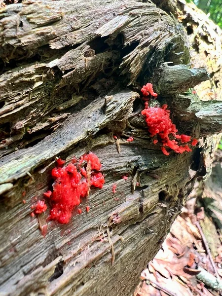 Ahududu Sümüğünün Parlak Kırmızı Sahnesi Bahar Ormanlarında Canlı Bir Renktir — Stok fotoğraf