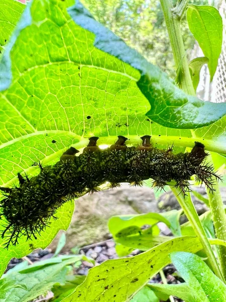 Buck Moth Caterpillar Green Foliage — Stock Photo, Image