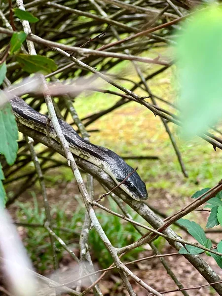 一只无害的灰色老鼠蛇在灌木丛中的特写镜头 这是一种有益的蛇 能使其他害虫在家庭附近得到控制 — 图库照片