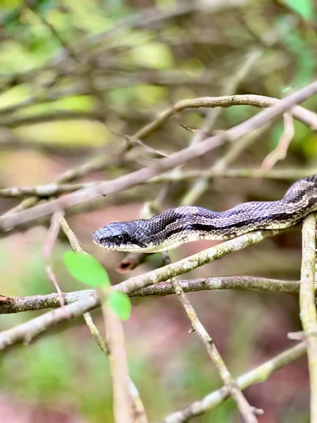 一只无害的灰色老鼠蛇在灌木丛中的特写镜头 这是一种有益的蛇 能使其他害虫在家庭附近得到控制 — 图库照片