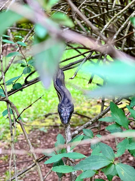Detailní Záběr Neškodného Šedého Krysího Hada Křoví Prospěšný Had Udržuje — Stock fotografie