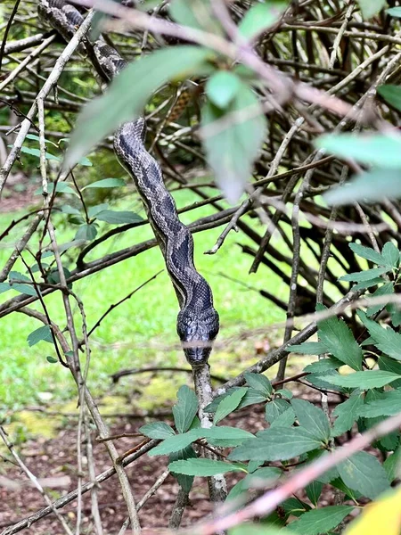 Closeup Shot Harmless Gray Rat Snake Shrub Beneficial Snake Keeps — Stock Photo, Image