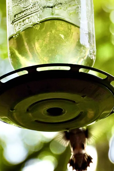 Nízký Úhel Pohledu Dekorativní Podavač Kolibříků Efektem Bokeh Pozadí Stromu — Stock fotografie