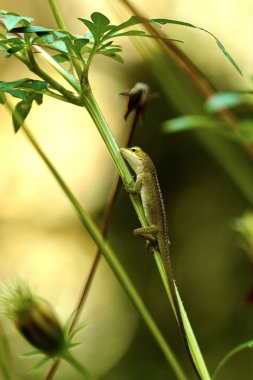 Birleşik Devletler 'in güneydoğusundaki bir kozmos yatağında tünemekte olan çok küçük bir kertenkele..