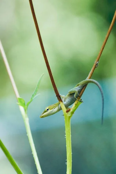 Closeup Very Small Anole Lizard Perching Bed Cosmos Southeastern United — Stock Photo, Image