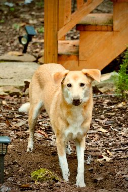 Çukur kazarken yakalanan evcil köpek. Ayakları ve burnu çamurlu..                               
