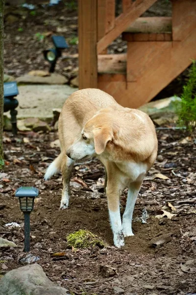 宠物狗在挖洞的过程中被抓住了 她的脚和鼻子都糊里糊涂的 — 图库照片