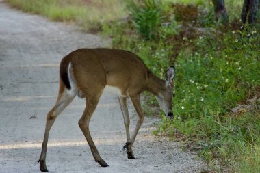 Çok genç, beyaz kuyruklu geyik geyiği ormanda yürüyüş yolunda..