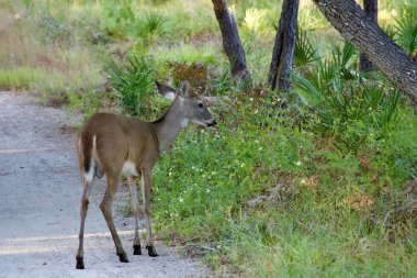 Çok genç, beyaz kuyruklu geyik geyiği ormanda yürüyüş yolunda..