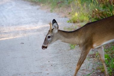 Çok genç, beyaz kuyruklu geyik geyiği ormanda yürüyüş yolunda..