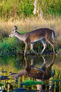 Genç beyaz kuyruklu geyik orman göletinin kenarında