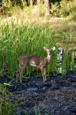 Genç beyaz kuyruklu geyik orman göletinin kenarında