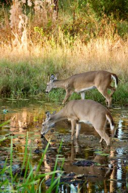 Bir çift beyaz kuyruklu geyik ormanda birlikte görüldü. Kameradan dikkatle haberdarlar..