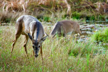 Bir çift beyaz kuyruklu geyik ormanda birlikte görüldü. Kameradan dikkatle haberdarlar..