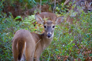 Bir çift beyaz kuyruklu geyik ormanda birlikte görüldü. Kameradan dikkatle haberdarlar..