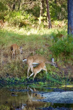 Anne beyaz kuyruklu geyik yavrusuyla bir orman göletinin kenarında. Biri emziriyor..