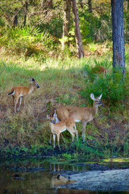 Anne beyaz kuyruklu geyik yavrusuyla bir orman göletinin kenarında.
