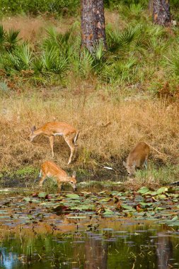 Anne beyaz kuyruklu geyik yavrusuyla bir orman göletinin kenarında.