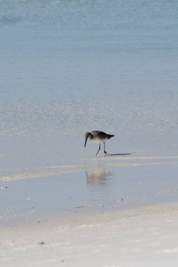 Kumsalda tek başına çulluk.