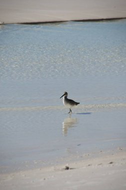 Kumsalda tek başına çulluk.