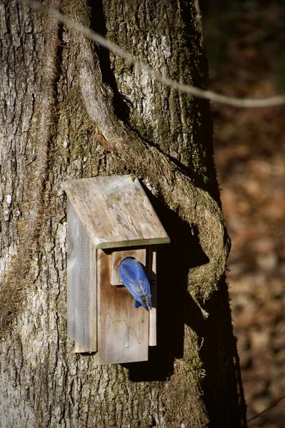 Closeup single Eastern Bluebird perching on birdhouse looking inside
