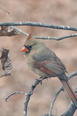 Kuzey Kardinal 'i bir ağaç dalına tünemiş.