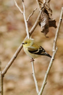 Ağaç dalına tüneyen Çam Bülbülü 'nün yakın çekimi