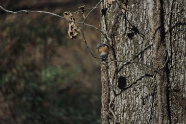 ABD, Alabama 'nın arka bahçesi. Baharın başlarında güzel mavi kuşlara bir bakış..