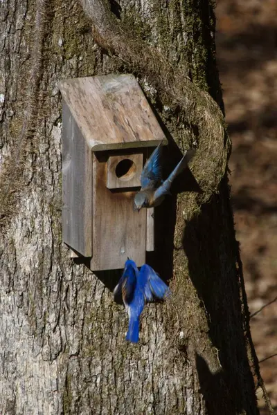 Backyard Eastern Bluebirds of Alabama, US. A glimpse of beautiful bluebirds in early spring.
