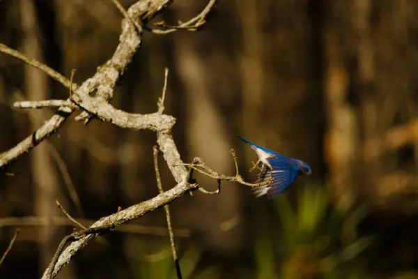 Backyard Eastern Bluebirds of Alabama, US. A glimpse of beautiful bluebirds in early spring.